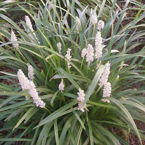 LIRIOPE muscari 'Monroe White'