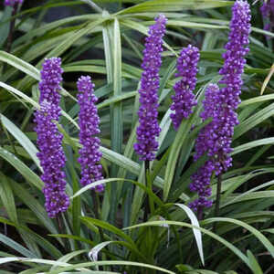 LIRIOPE muscari 'Moneymaker'