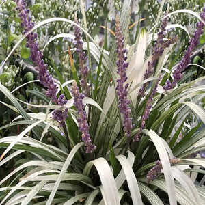 LIRIOPE muscari 'Okina'