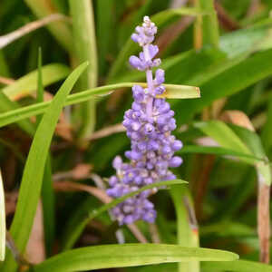 LIRIOPE muscari