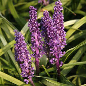 LIRIOPE purpurea