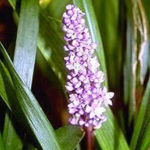 LIRIOPE spicata