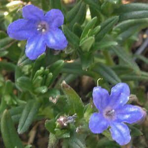 LITHODORA diffusa 'Heavenly Blue'