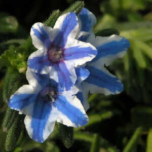 LITHODORA diffusa 'Star'