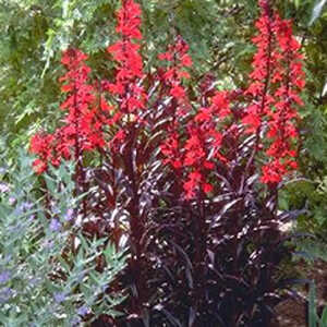 LOBELIA fulgens 'Elmfeuer'