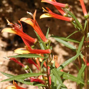 LOBELIA laxiflora