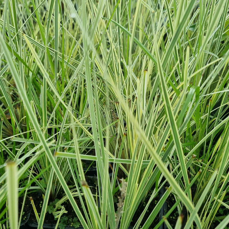 LOMANDRA longifolia WHITE SANDS&Acirc;&reg;