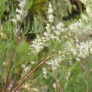 LOMATIA silaifolia