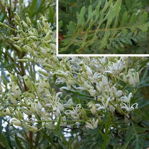 LOMATIA tinctoria