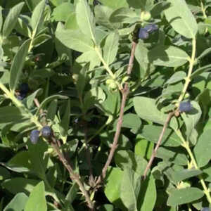 LONICERA (caerulea var.) kamtschatica 'Blue Velvet'