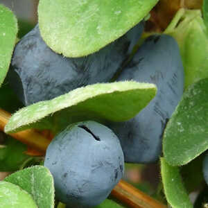 LONICERA (caerulea var.) kam. 'Duet'