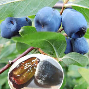 LONICERA (caerulea var.) kam. 'Nimfa'