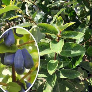 LONICERA (caerulea var.) kam. 'Sinoglaska'