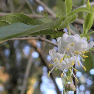 LONICERA fragantissima