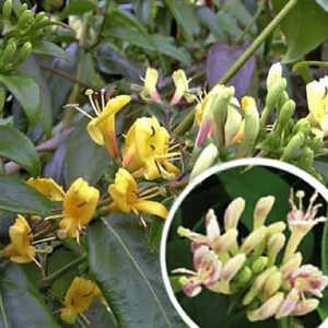 LONICERA henryi 'Copper Beauty®'