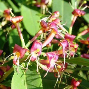 LONICERA henryi