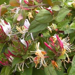 LONICERA japonica var. chinensis