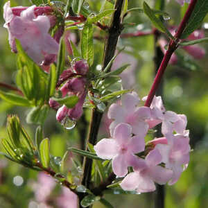 LONICERA syringantha