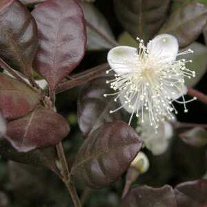 LOPHOMYRTUS x ralphii 'Purpureus'