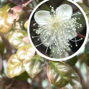 LOPHOMYRTUS x ralphii 'Tricolor'