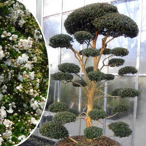 LUMA apiculata (en nuage)