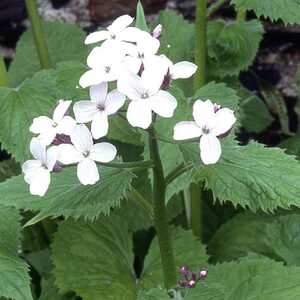 LUNARIA rediviva