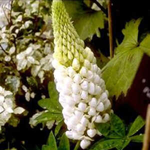 LUPINUS 'La Demoiselle' ('Noble Maiden')