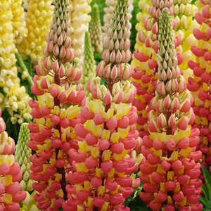 LUPINUS 'Gladiator'®