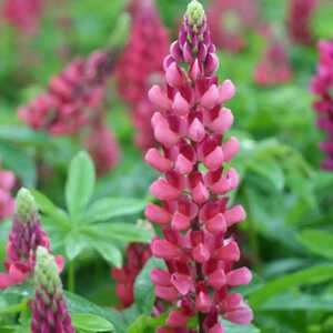 LUPINUS 'Les Pages' ('The Pages')