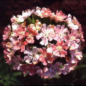 LYCHNIS chalcedonica 'Morgenrot'