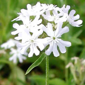 LYCHNIS chalcedonica 'Rauhreif'