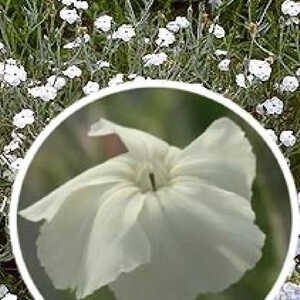 LYCHNIS coronaria 'Alba'