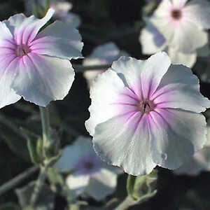 LYCHNIS coronaria 'Oculata'