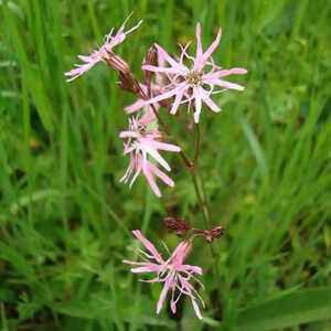 LYCHNIS flos-cuculi