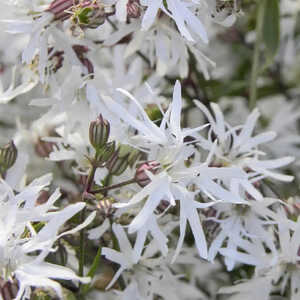 LYCHNIS flos-cuculi 'White Robin'