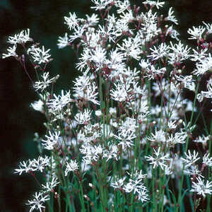 LYCHNIS flos-cuculi 'White Robin'