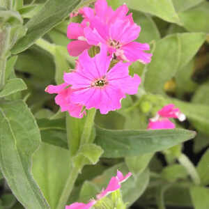 LYCHNIS flos-jovis 'Peggy'