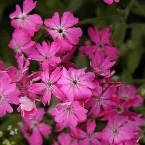 LYCHNIS flos-jovis