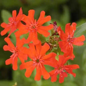 LYCHNIS haageana