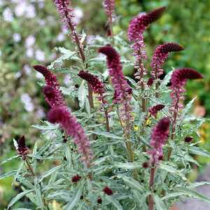 LYSIMACHIA atropurpurea