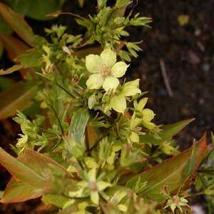 LYSIMACHIA ciliata