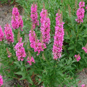 LYTHRUM salicaria 'Robert'