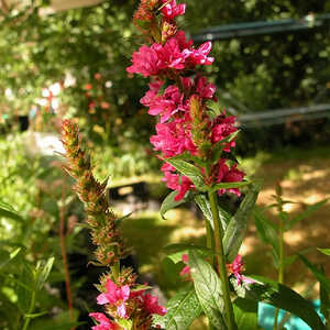 LYTHRUM salicaria 'Robert'