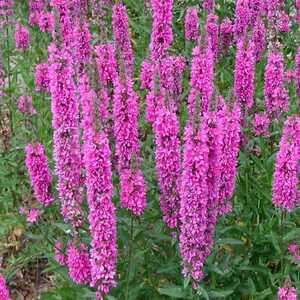 LYTHRUM salicaria 'The Beacon'