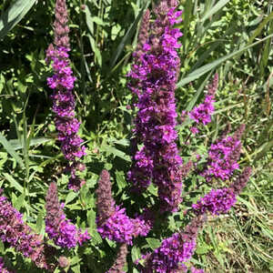 LYTHRUM salicaria 'Zigeunerblut'