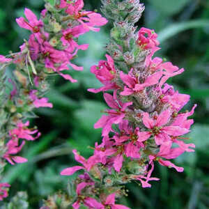 LYTHRUM salicaria