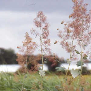 MACLEAYA microcarpa (cordata)