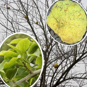 MACLURA pomifera