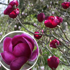 MAGNOLIA 'Black Tulip' ('Jurmag1')