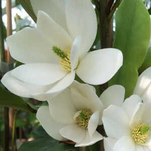 MAGNOLIA 'Fairy White'®